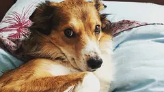 愛犬があなたを信頼していないことをどう見分けるか：従順だと勘違いしがちな3つの行動