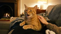 猫は私たちに感謝しているのに、私たちはそれを追い払ってしまう。ペットからの大切なサインを見逃さないために