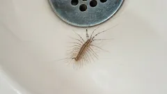 家の中のムカデを完全に駆除する方法