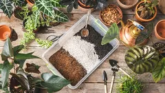 トラデスカンシアに最適な土:選び方と準備の完全ガイド