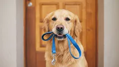 1日に2回犬を散歩させるのは、単なる迷信なのでしょうか?