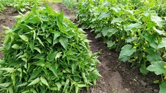 イラクサは雑草ではなく、最高の肥料です。キュウリ用のイラクサの敷き藁――これが私の秘密の秘訣です